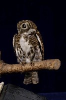 藏品(鵂鶹)的圖片